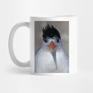 Royal Tern Mug